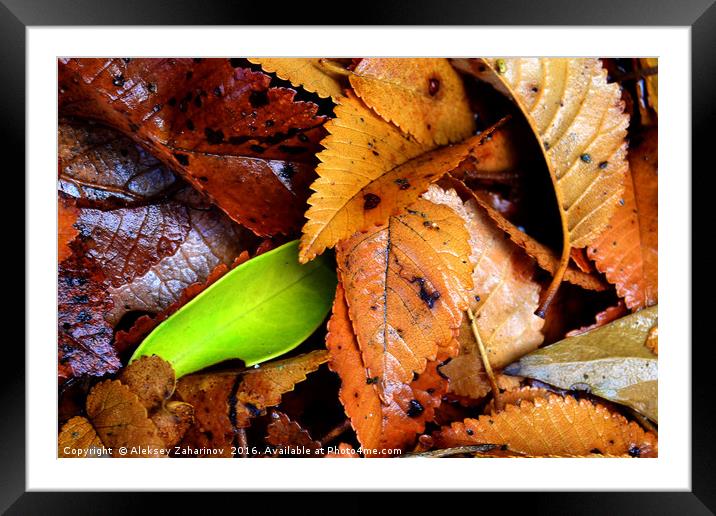 Be different... Framed Mounted Print by Aleksey Zaharinov