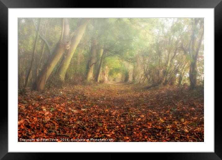Autumn Woodland Framed Mounted Print by Peter Towle