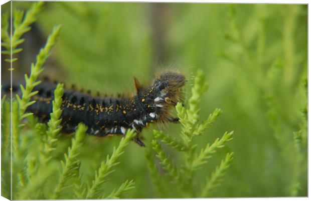 Caterpillar Canvas Print by Anth Short