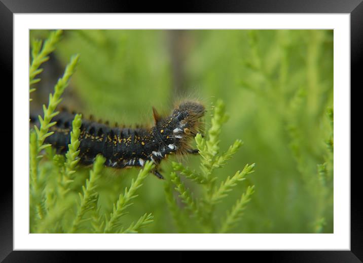 Caterpillar Framed Mounted Print by Anth Short