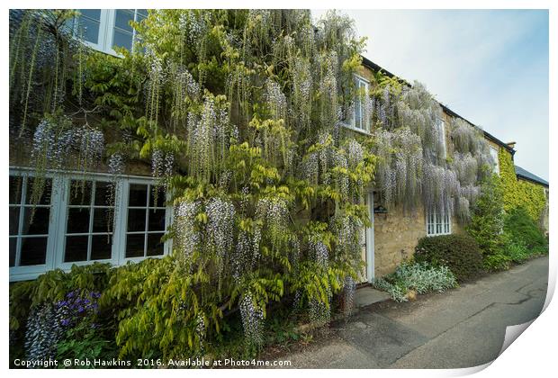 Wisteria Cottage  Print by Rob Hawkins