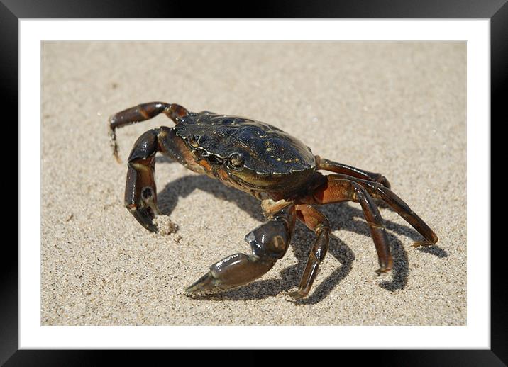 Crab Framed Mounted Print by Anth Short