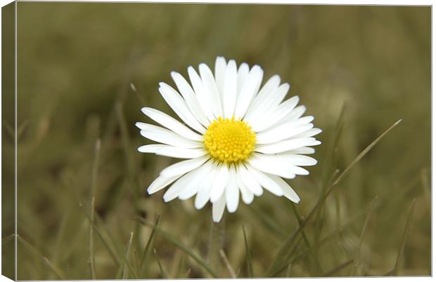 Daisy Canvas Print by Anth Short