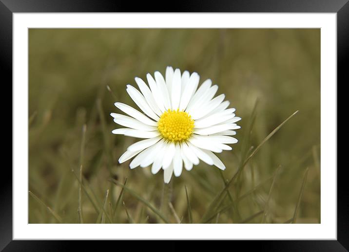 Daisy Framed Mounted Print by Anth Short