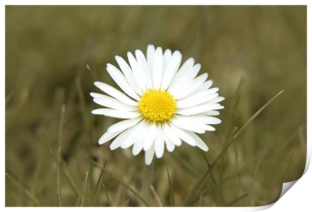 Daisy Print by Anth Short