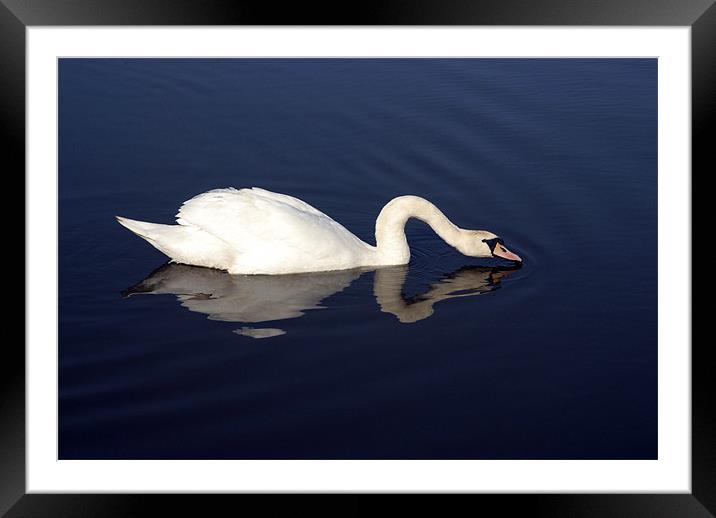 Swan Framed Mounted Print by Anth Short