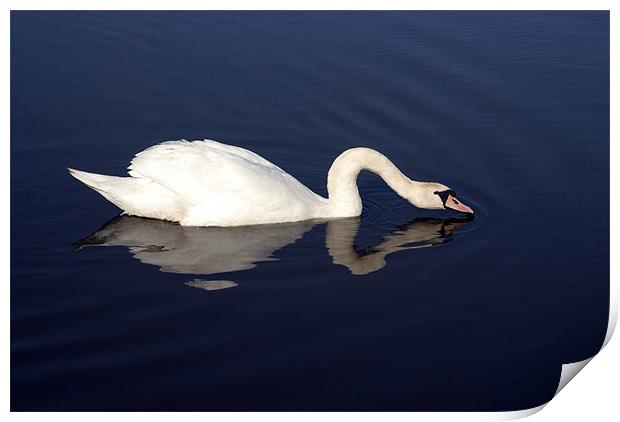 Swan Print by Anth Short