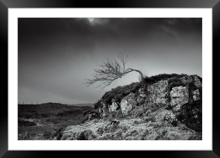 Bent tree Framed Mounted Print by Gary Finnigan