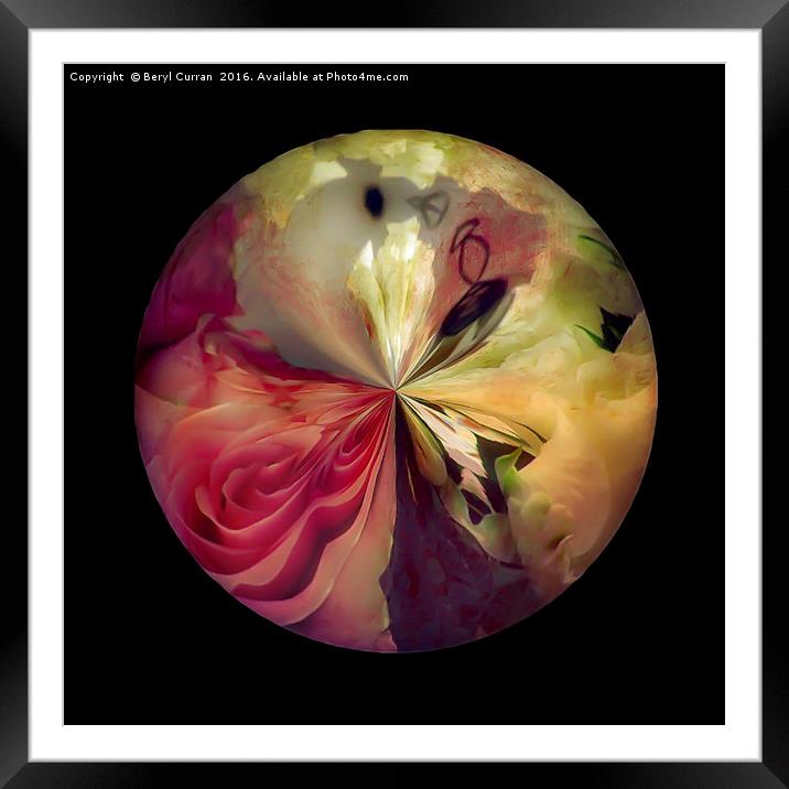 Rose Full Moon Framed Mounted Print by Beryl Curran