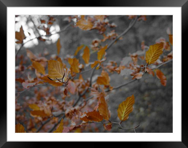 Autumn Leaves Framed Mounted Print by Anth Short