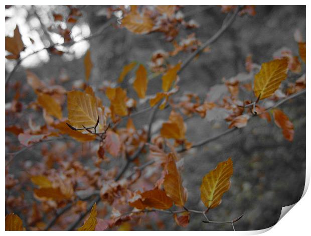 Autumn Leaves Print by Anth Short