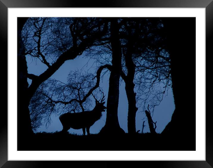 Stag Framed Mounted Print by Gary Finnigan