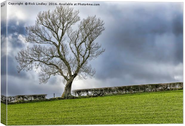 The Tree Canvas Print by Rick Lindley