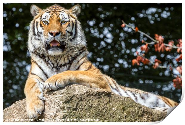 tiger Print by Kelvin Rumsby