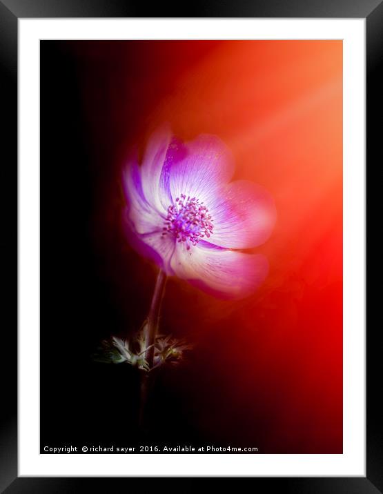 Anemone Framed Mounted Print by richard sayer