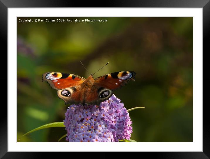 Peacock Butterfly Framed Mounted Print by Paul Cullen