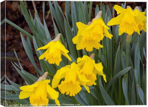daffodils Canvas Print by paul ratcliffe