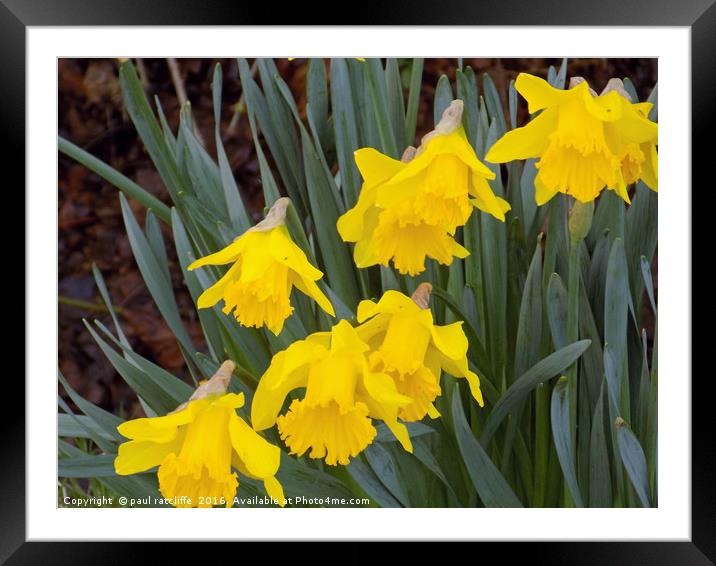 daffodils Framed Mounted Print by paul ratcliffe