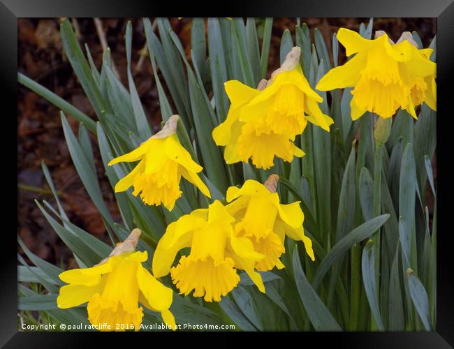 daffodils Framed Print by paul ratcliffe