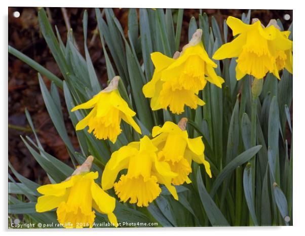 daffodils Acrylic by paul ratcliffe