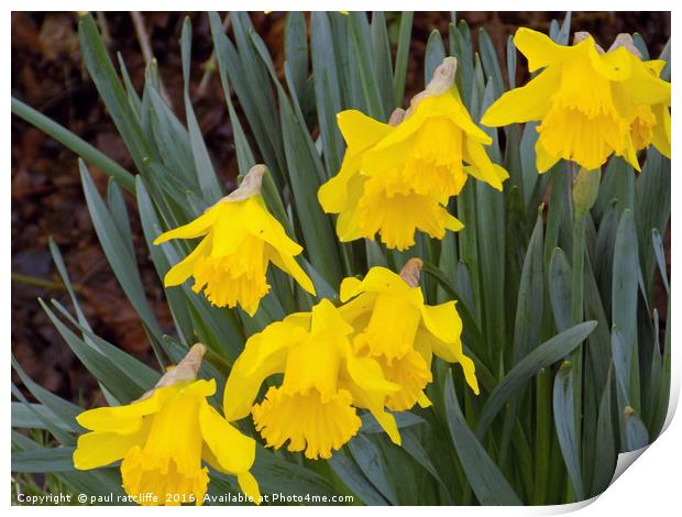 daffodils Print by paul ratcliffe