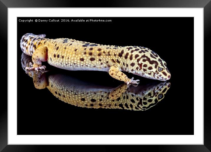 Leopard Gecko Framed Mounted Print by Danny Callcut