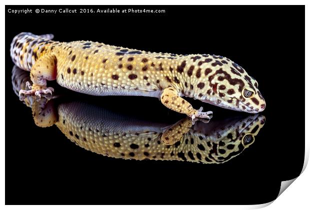 Leopard Gecko Print by Danny Callcut