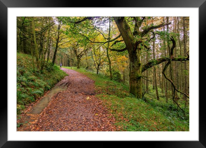 Autumn forest path  Framed Mounted Print by chris smith