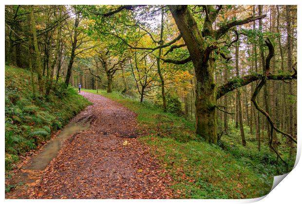Autumn forest path  Print by chris smith
