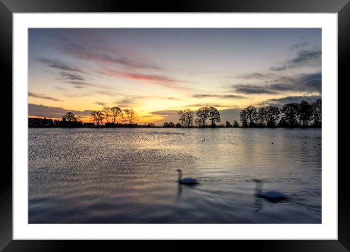 Swans in motion               Framed Mounted Print by chris smith