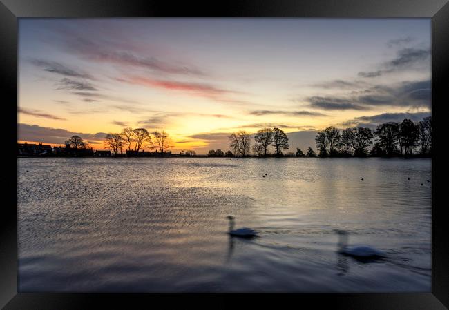 Swans in motion               Framed Print by chris smith