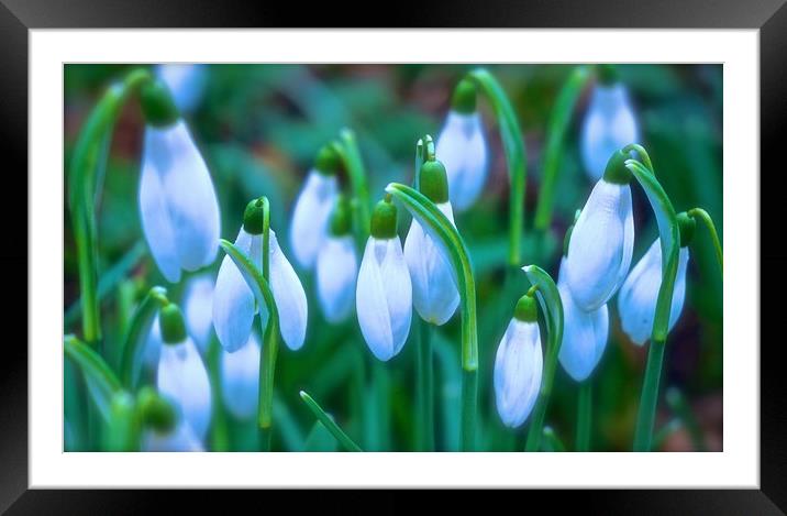 Snowdrops Spring is round the corner               Framed Mounted Print by Sue Bottomley