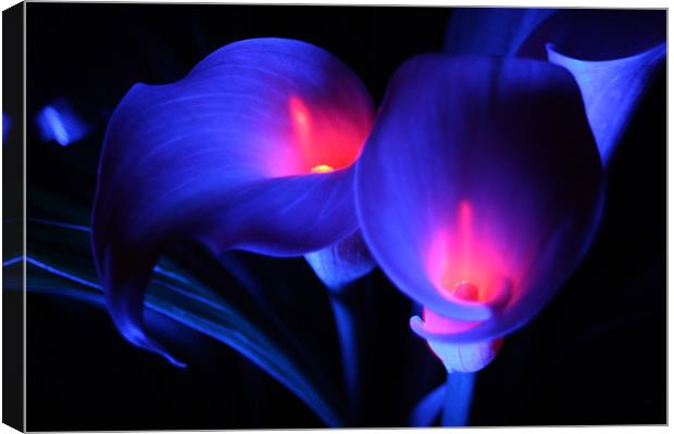 Zantedeschia - Electric blue with flames Canvas Print by Dave Hoskins