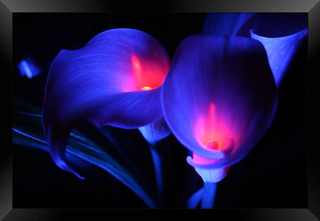 Zantedeschia - Electric blue with flames Framed Print by Dave Hoskins