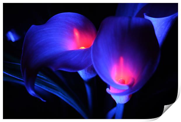 Zantedeschia - Electric blue with flames Print by Dave Hoskins