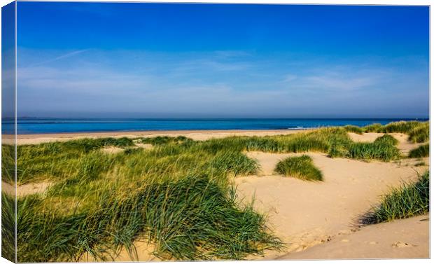 Sandy dunes of Northumberland Canvas Print by Naylor's Photography