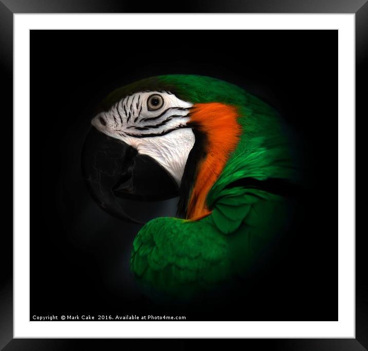 Green and Gold macaw portrait Framed Mounted Print by Mark Cake