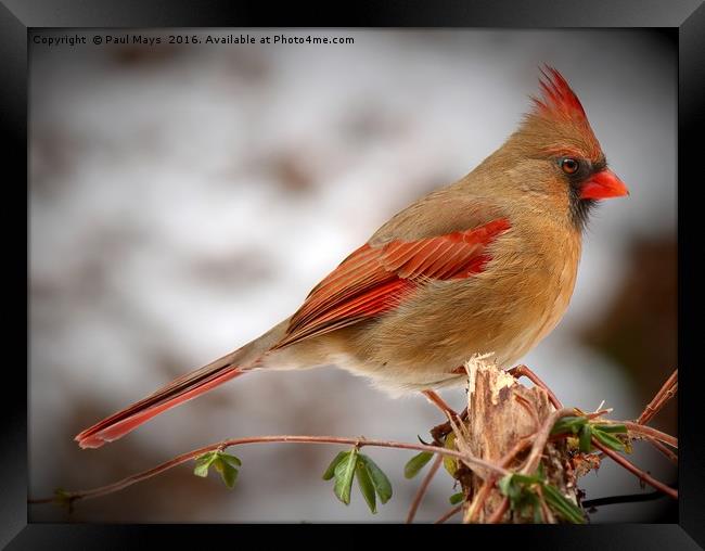 Female Northern Cardinal Framed Print by Paul Mays