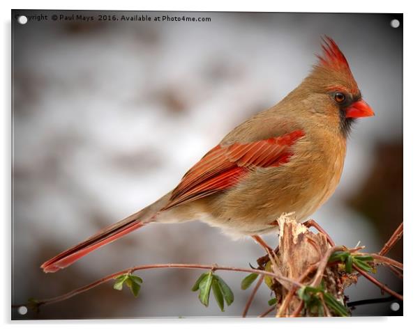 Female Northern Cardinal Acrylic by Paul Mays