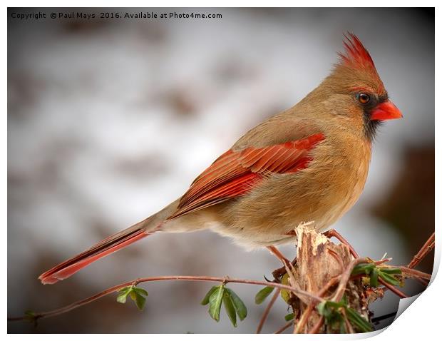 Female Northern Cardinal Print by Paul Mays