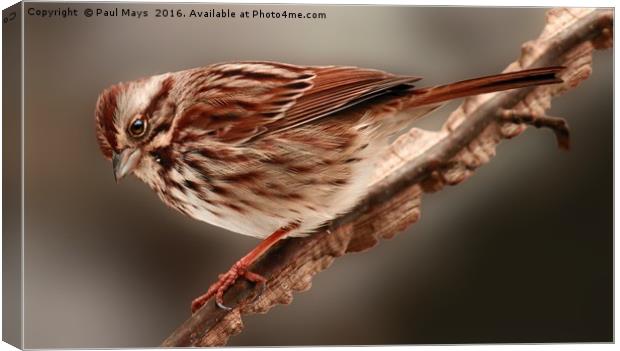 Song Sparrow Canvas Print by Paul Mays