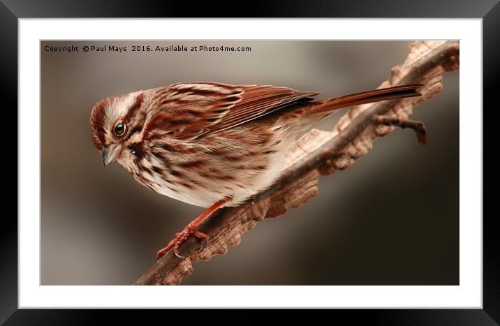 Song Sparrow Framed Mounted Print by Paul Mays