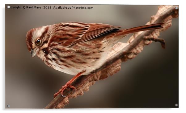 Song Sparrow Acrylic by Paul Mays
