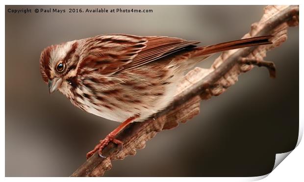 Song Sparrow Print by Paul Mays