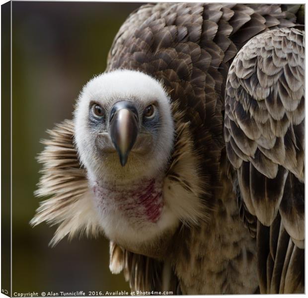 Griffon Vulture Canvas Print by Alan Tunnicliffe
