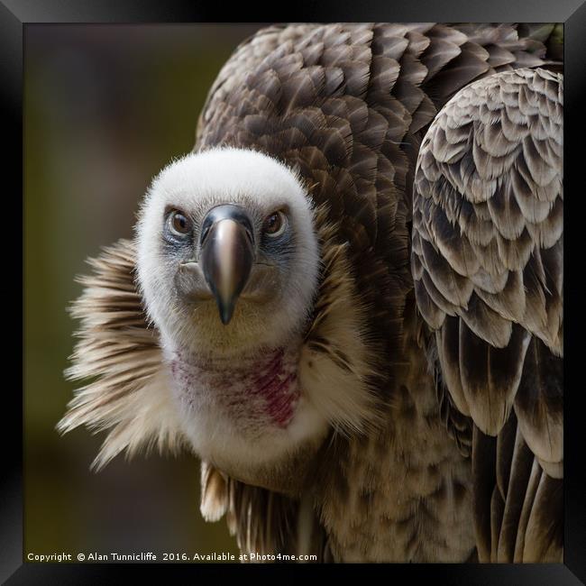Griffon Vulture Framed Print by Alan Tunnicliffe