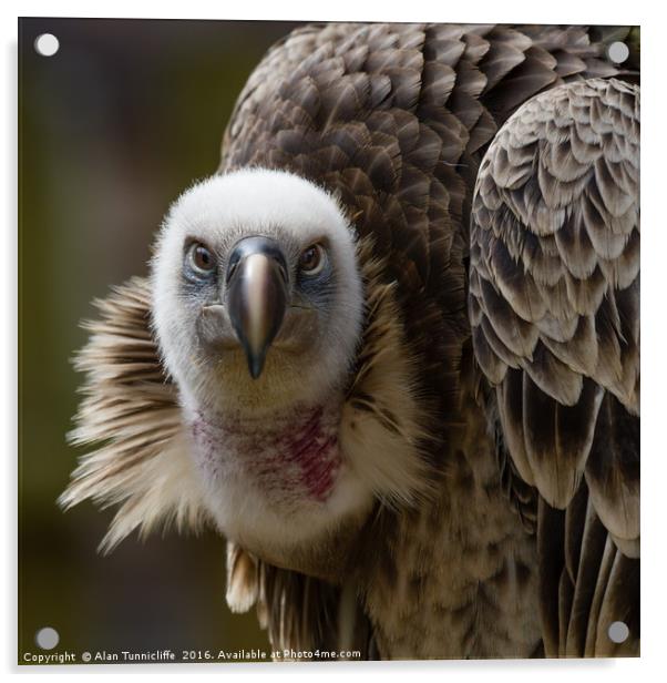 Griffon Vulture Acrylic by Alan Tunnicliffe