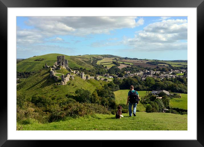 Dog walking in the hills by Corfe castle  Framed Mounted Print by Shaun Jacobs