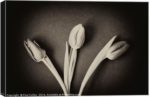 Three Tulips - monochrome. Canvas Print by Paul Cullen