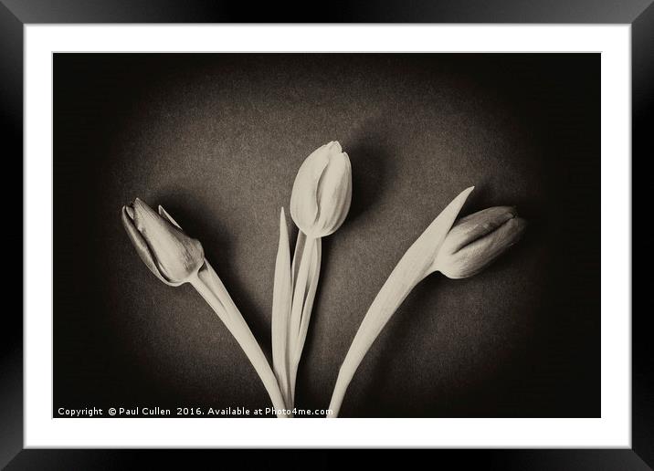 Three Tulips - monochrome. Framed Mounted Print by Paul Cullen